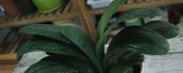 君子兰根部烂了怎么办 君子兰烂根处理方法介绍