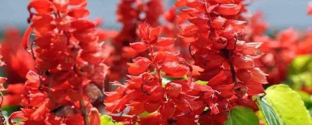 一串红是什么意思 一串红资料