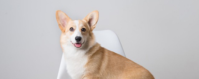 梦到狗是什么预兆 梦到狗的寓意