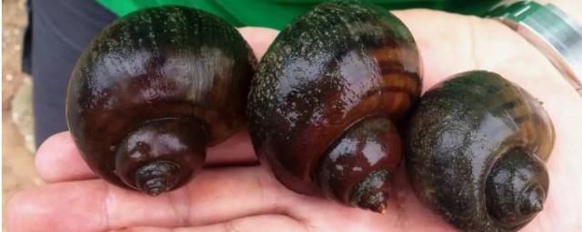 田螺与福寿螺有啥区别 田螺与福寿螺的区别介绍 田螺与福寿螺有啥区别 田螺与福寿螺的区别介绍