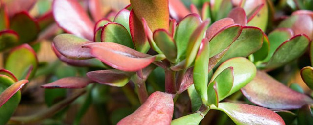 胖娃娃植物怎么养 玉树胖娃娃家庭种植方法分享