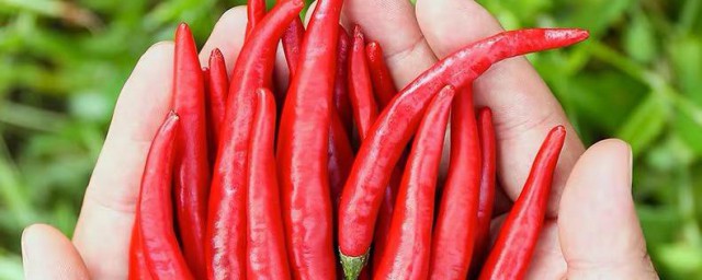 小朝天椒怎么腌制好吃 腌制小朝天椒教程