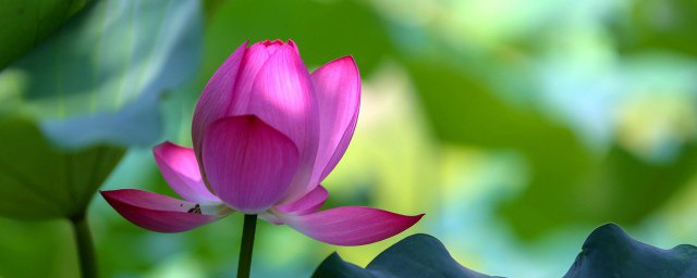 梦见荷花 梦见荷花是什么意思 梦见荷花 梦见荷花是什么意思