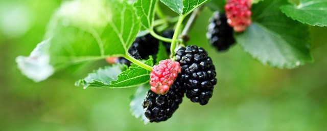 桑葚酱的家常做法 如何做桑葚酱