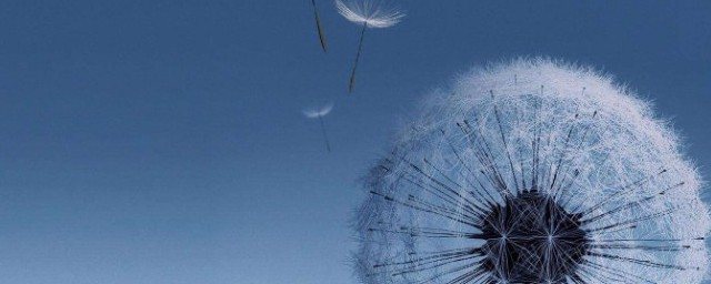 哪种植物又被称为黄花地丁婆婆丁 蒲公英又被称为黄花地丁婆婆丁 哪种植物又被称为黄花地丁婆婆丁 蒲公英又被称为黄花地丁婆婆丁