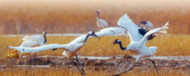 丹顶鹤属于国家几级保护动物 丹顶鹤简介 丹顶鹤属于国家几级保护动物 丹顶鹤简介