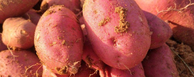 凉薯是哪里的土特产 凉薯是什么地方的土特产