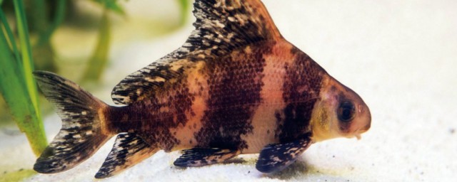 胭脂鱼是什么鱼 胭脂鱼是啥鱼