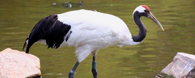 丹顶鹤的寓意和象征是什么 丹顶鹤的简介