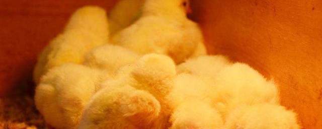 春末夏初雏鸡养育技巧 春末夏初如何养育雏鸡