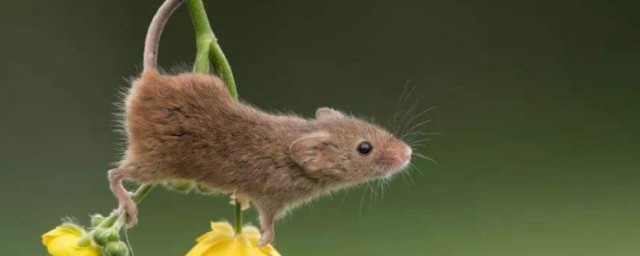 金盘洗手心向善是什么生肖 金盘洗手心向善是啥生肖