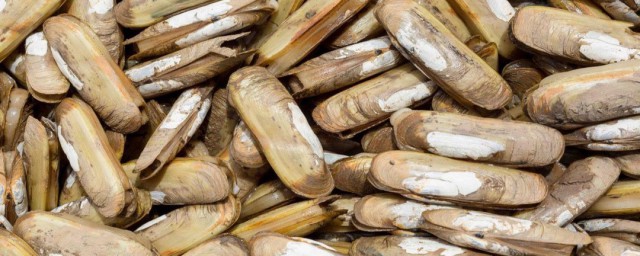 清蒸蛏子的家常做法 如何做清蒸蛏子