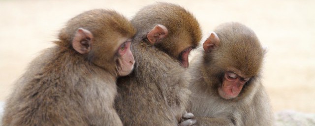 猴子的天敌 猴子的天敌是什么 猴子的天敌 猴子的天敌是什么