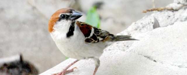 山麻雀吃什么食物 山麻雀吃什么的