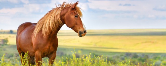 竹代表哪三个生肖 竹代表生肖是指哪三个