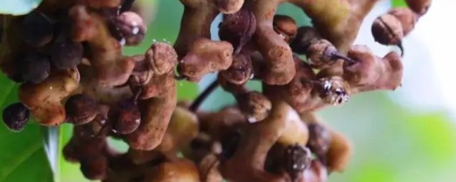 拐枣是哪里的特产 拐枣简单介绍