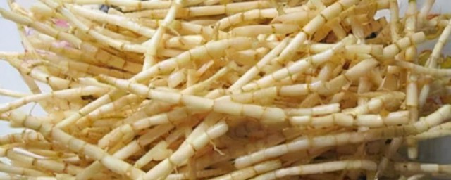 茅根是什么植物 茅根是啥植物