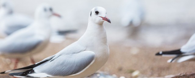 鸽子和鹌鹑的区别 如何区别鸽子和鹌鹑