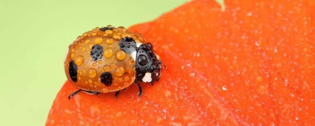 花大姐是害虫还是益虫 花大姐是益虫吗