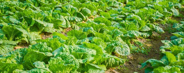 下锅耙是什么东西 下锅耙是一种什么菜