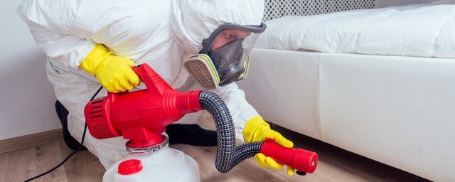 公蟑螂和母蟑螂的区别 公蟑螂和母蟑螂的区别是什么