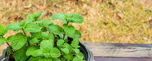 孕妇吃了薄荷会怎么样 孕妇吃了薄荷会咋样