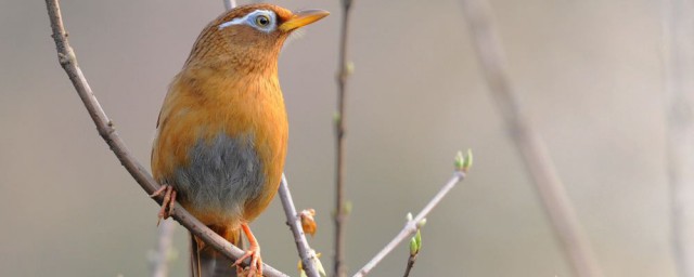 画眉鸟受惊落性怎么养才长得好 画眉鸟受惊落性养殖方法