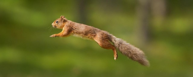 怎么快速灭松鼠 快速灭松鼠方法 怎么快速灭松鼠 快速灭松鼠方法