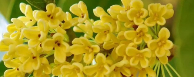 桂花代表什么生肖 桂花代表的生肖