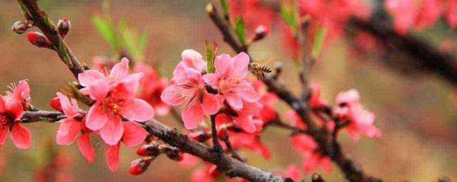 带什么旺桃花运 带啥旺桃花运