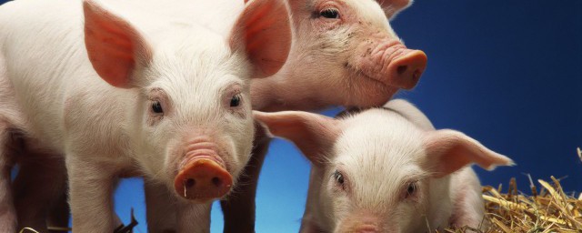 家财万贯一生肖 家财万贯指的是啥生肖