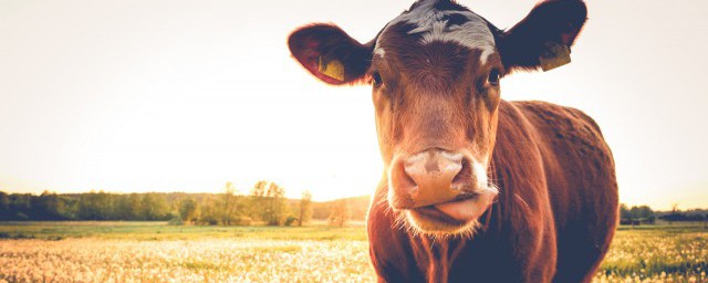 功夫不负有心人代表什么生肖 功夫不负有心人生肖是啥