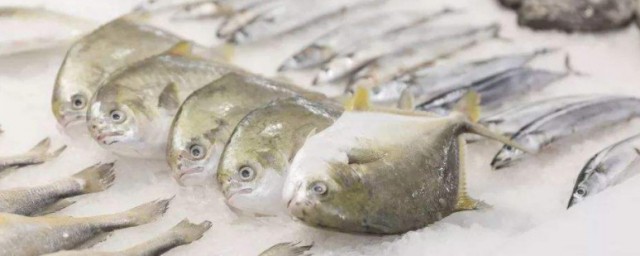 新鲜鱼如何冷冻才能保持新鲜 新鲜鱼怎样冷冻才能保持新鲜 新鲜鱼如何冷冻才能保持新鲜 新鲜鱼怎样冷冻才能保持新鲜