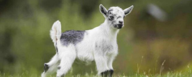 洁身自爱是指哪个生肖 洁身自爱是指什么生肖