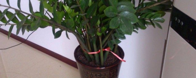 旺财旺运的绿植 旺财旺运的绿植介绍