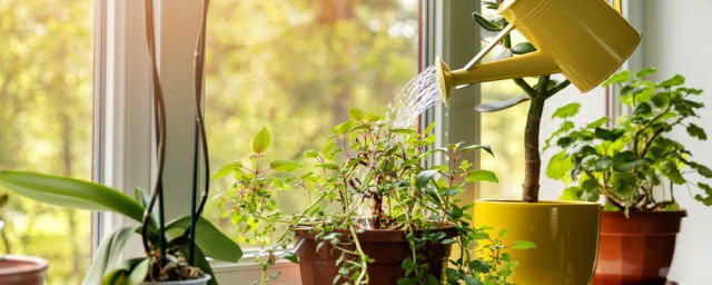 镇宅招财旺人的植物阳台 镇宅招财旺人的植物阳台介绍