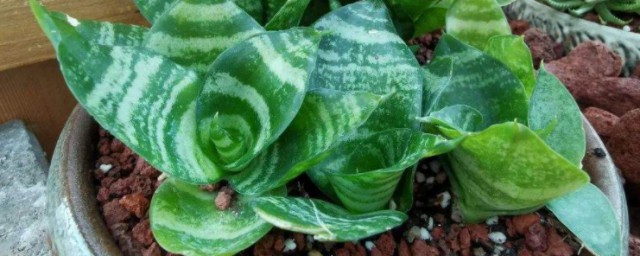 最旺属兔的植物 如下植物旺属兔的人