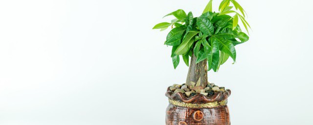 春节客厅放啥花好看 春节客厅适合摆放哪些花