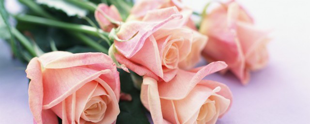 春节送鲜花代表了什么特殊的寓意 春节送鲜花代表了哪些特殊的寓意