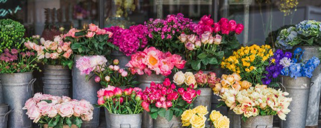 春节家里摆什么花喜庆 春节家里摆啥花喜庆