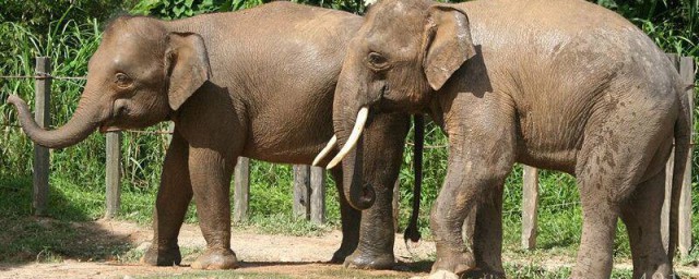 象的寓意及象征 大象有什么寓意呢