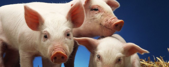 2022年肖猪人运程 2022年肖猪人运程怎么样