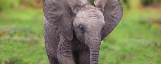 象寓意和象征 象寓意和象征介绍