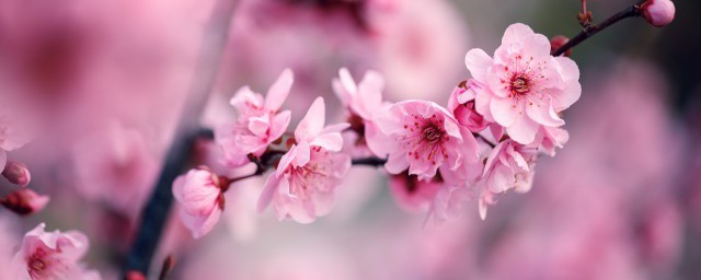 梅花的寓意介绍 梅花的寓意内容 梅花的寓意介绍 梅花的寓意内容