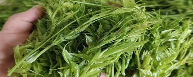 莓茶的副作用莓茶什么人不适合喝 莓茶的副作用莓茶啥样人不适合喝