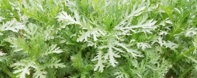 茼蒿菜怎么炒 茼蒿菜怎样炒