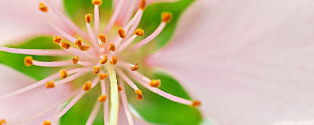 蕊的拼音怎么读 蕊是什么意思