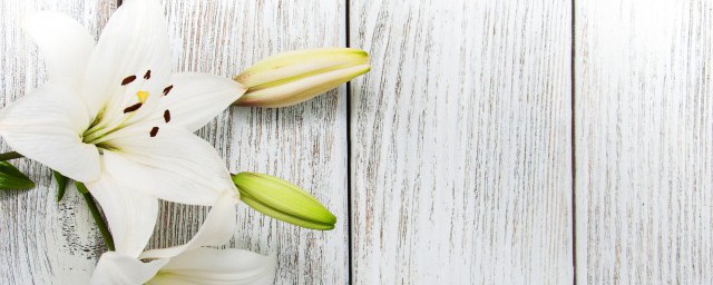 梦到百合是什么意思 梦到百合好不好 梦到百合是什么意思 梦到百合好不好