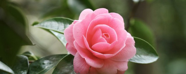 手机拍花的技巧 手机拍花的技巧有哪些 手机拍花的技巧 手机拍花的技巧有哪些