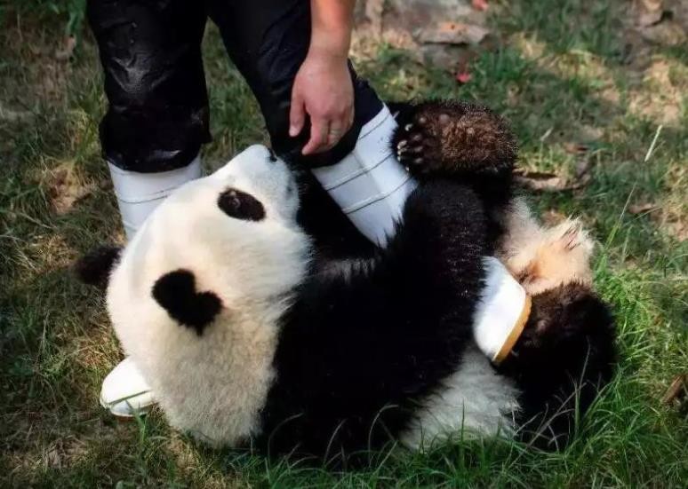 大熊猫的作文怎么写